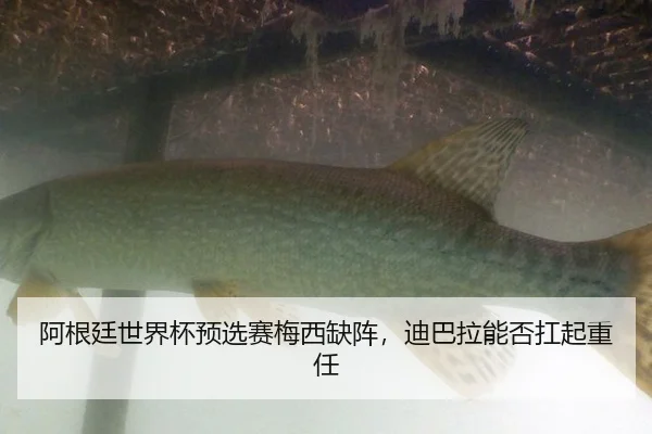 阿根廷世界杯预选赛梅西缺阵，迪巴拉能否扛起重任